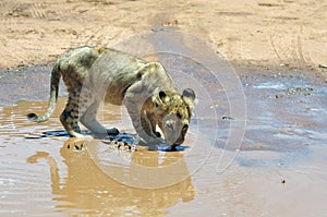 Lion cub.
