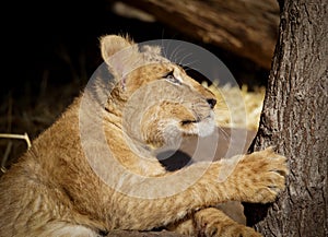 Lion cub 