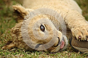 Lion cub photo