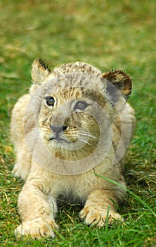 Lion cub