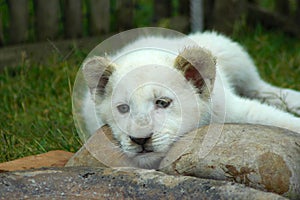 Lion cub photo