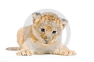 Lion Cub