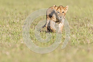 Lion Cub