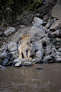 Lion cub