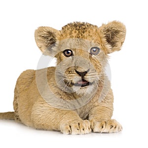 Lion Cub (3 months)