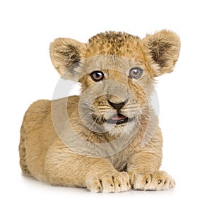 Lion Cub (3 months)