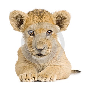 Lion Cub (3 months)