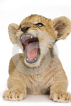 Lion Cub (3 months)