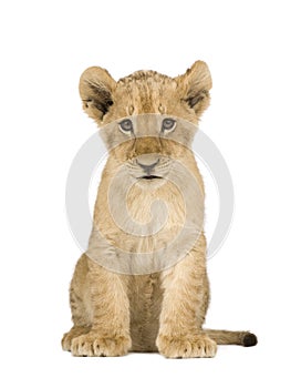 Lion Cub (4 months)