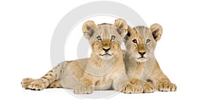 Lion Cub (4 months)