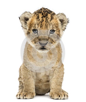 Lion cub, 4 weeks old, isolated