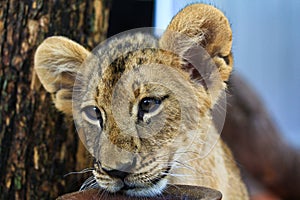 Lion cub