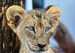 Lion cub