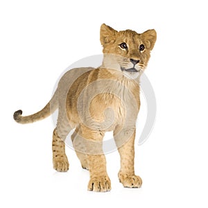 Lion cub