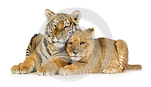 Lion Cub (5 months) and tiger cub (5 months)