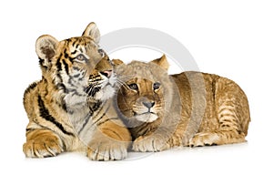 Lion Cub (5 months) and tiger cub (5 months)