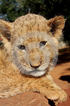 Lion Cub