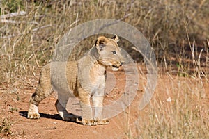 Lion cub