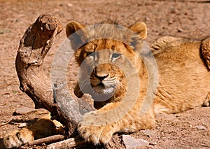 Lion cub