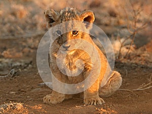 Lion cub img