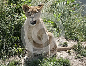 Lion Cub