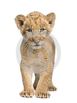 Lion Cub (8 weeks)