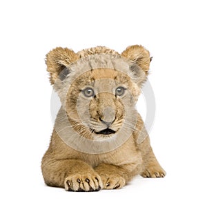 Lion Cub (8 weeks)