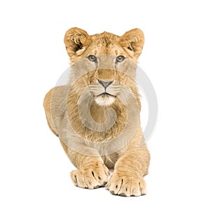 Lion Cub (9 months)