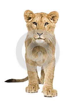 Lion Cub (9 months)