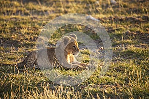 Lion cub in Amboseli National Park