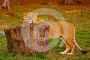 Lion cub behind a stump