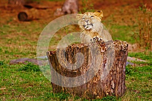 Lion cub behind a stump