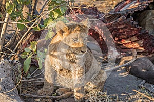 Lion cub at a Buffalo kill.