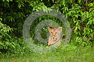 Lion cub in the bush