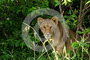 Lion cub in the bush