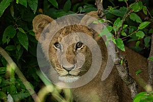 Lion cub in the bush