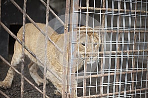 Lion cub in a cage. Animal at the zoo. A wild lion inside a valier. Keeping a wild beast in captivity.