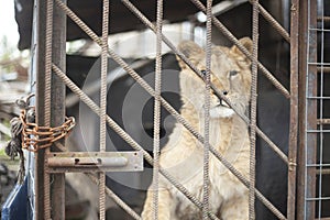 Lion cub in a cage. The wild lion is locked in an aviary.