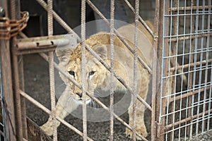 Lion cub in a cage. The wild lion is locked in an aviary.