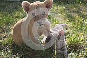 Lion cub with cat