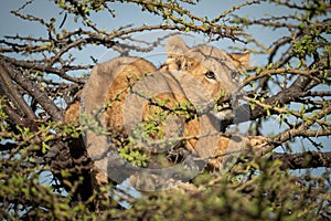 Lion cub with catchlight lies in thornbush photo