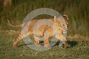 Lion cub with catchlight walks over grass photo