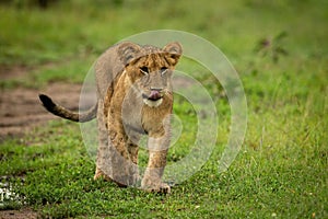 Lion cub crosses short grass licking lips