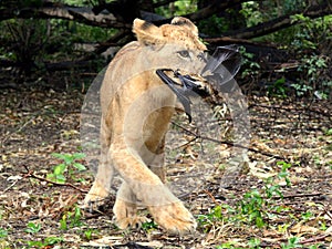 Lion cub eating a bat
