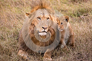 Lion and The Cub Family Kenyan African portrait on savanna landscape in the Maasai Mara National Reserve Park Narok Count