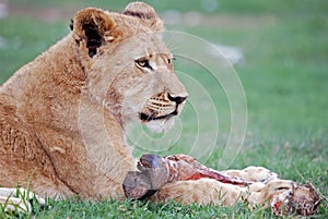 Lion Cub Feeding