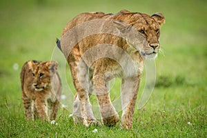 Lion cub follows lioness over short grass