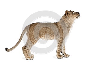 Lion cub in front of a white background
