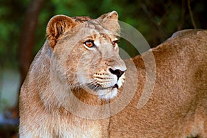 Lion Cub at the Gir Forest National Park