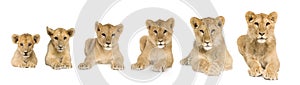 Lion cub growing from 3 to 9 months in front of a